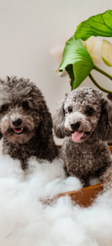 Frisch gepflegter Hund nach der Rundum-Pflege im Teddy Cut Studio Berlin-Lankwitz